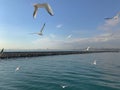 Seagulls flight maneuvers over the sea of Ã¢â¬â¹Ã¢â¬â¹bosphorus of istanbul Royalty Free Stock Photo